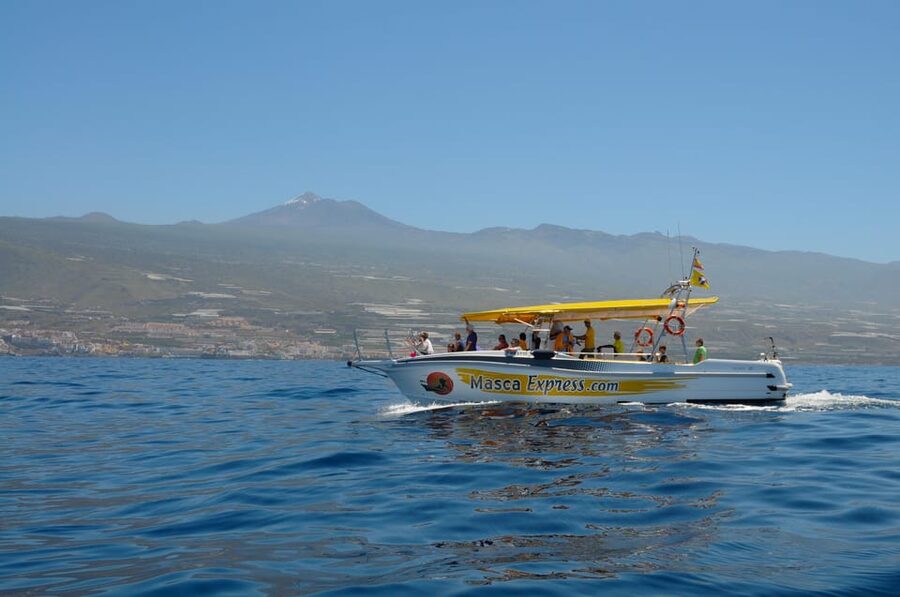 Los Gigantes: Dolphin & Whale Watching Cruise with Swim Stop - Starting at Los Gigantes Port