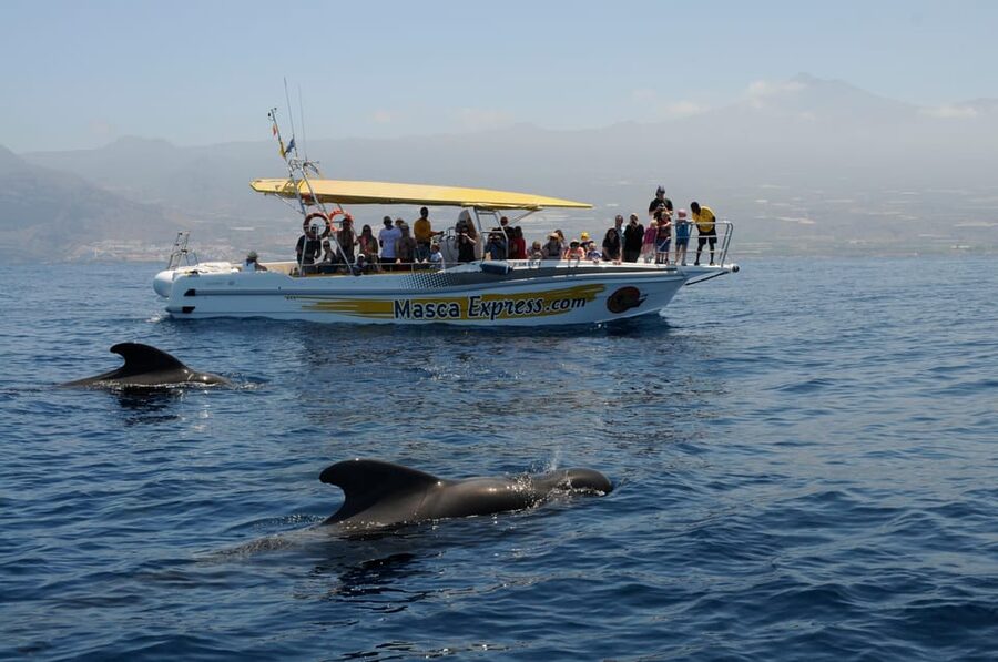 Los Gigantes: Dolphin & Whale Watching Cruise with Swim Stop - Watching wildlife without a guarantee