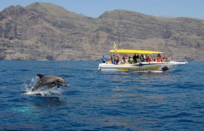 Dolphin & Whale Watching Cruise with Swim Stop