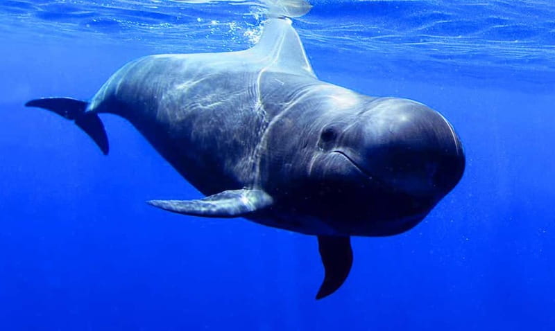 Los Gigantes: Dolphin & Whale Watching Tour on a Pirate Boat - At a glance