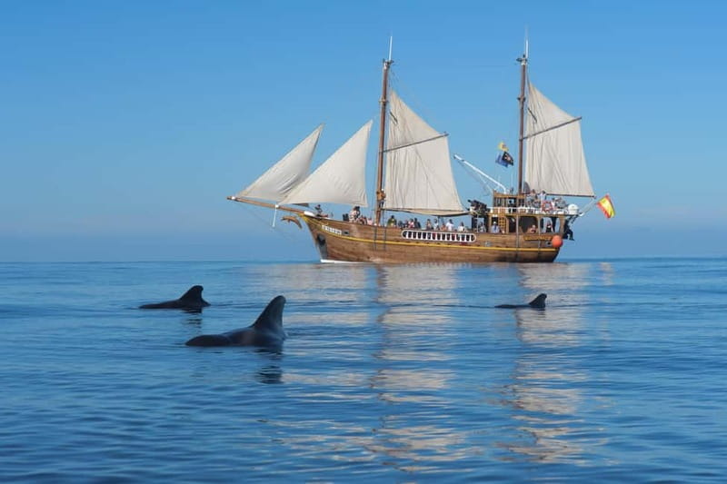 Los Gigantes: Dolphin & Whale Watching Tour on a Pirate Boat - The cliffs of Masca and Los Gigantes