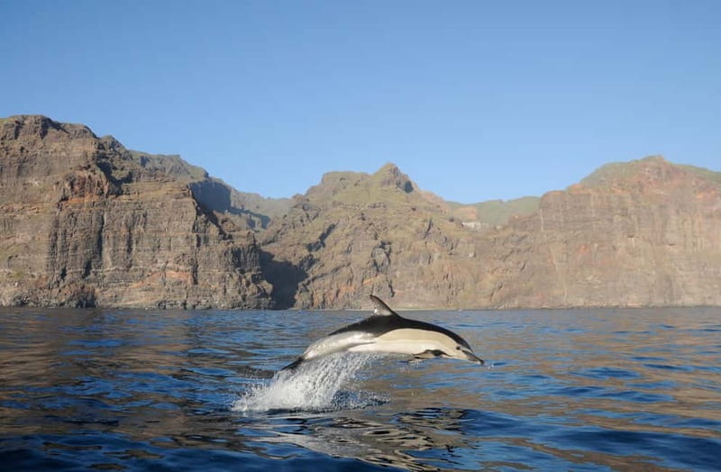Los Gigantes: Dolphin & Whale Watching Tour on a Pirate Boat - Searching for dolphins and pilot whales