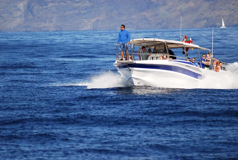 Los Gigantes: Whale or Dolphin Watching Tour and Swim in Masca - At a glance