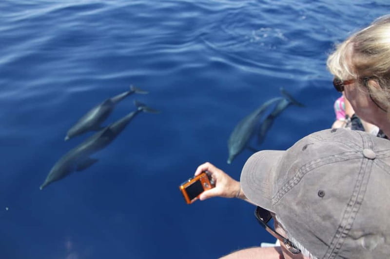 Los Gigantes: Whale or Dolphin Watching Tour and Swim in Masca - Watching pilot whales and dolphins at sea
