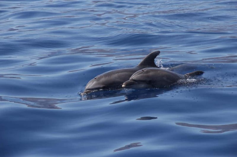 Los Gigantes: Whale or Dolphin Watching Tour and Swim in Masca - Who will enjoy this trip most?
