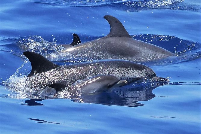 Los Gigantes Whale Watching Charter by Sail Boat - Key details before you book