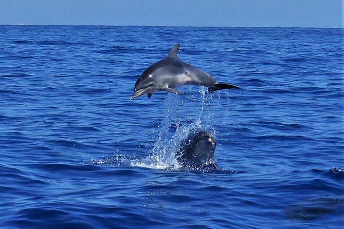 Los Gigantes Whale Watching Charter by Sail Boat - A quiet swimming and snorkeling stop