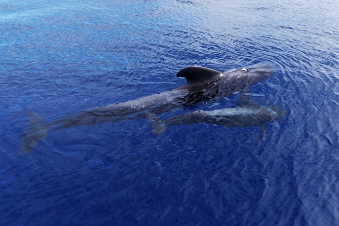Los Gigantes Whale Watching Charter by Sail Boat - Sandwiches, fruit, and drinks on board