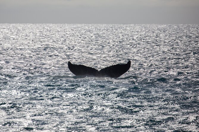 Luxury Catamaran Whale Watch - Leaving Maalaea Harbor for the Open Water