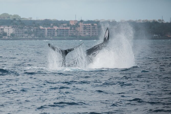 Luxury Catamaran Whale Watch - The Catamaran: Comfort Before the Whales Appear