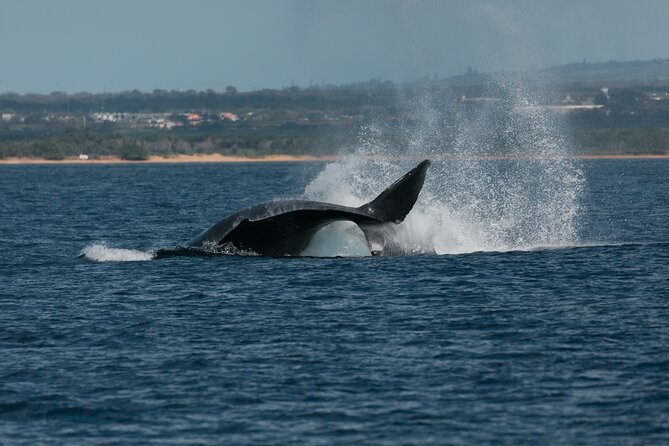 Luxury Catamaran Whale Watch - Hearing Whale Song Through the Hydrophone