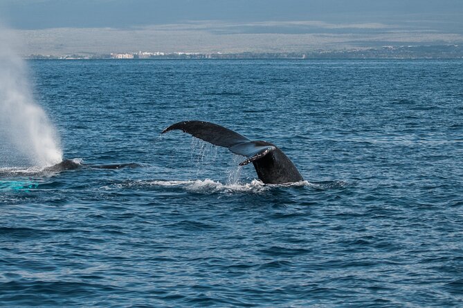 Luxury Catamaran Whale Watch - Searching for Humpbacks in West Maui