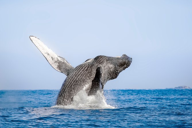 Luxury Catamaran Whale Watching Cabo San Lucas - Drinks, snacks, and the onboard pace