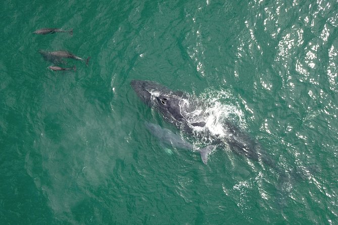 Luxury Catamaran Whale Watching Cabo San Lucas - Who will enjoy this tour most?