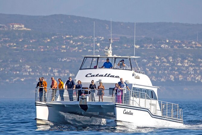 Luxury Whale Watching: Fewer People, Extra Speed, Expert Staff - Key points to know before booking