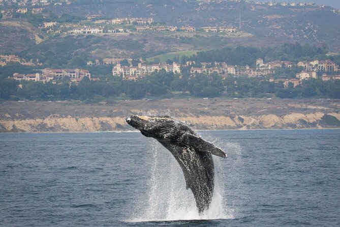 Luxury Whale Watching: Fewer People, Extra Speed, Expert Staff - Crew members make a real difference