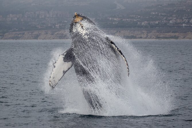 Luxury Whale Watching: Fewer People, Extra Speed, Expert Staff - When whale season and timing matter