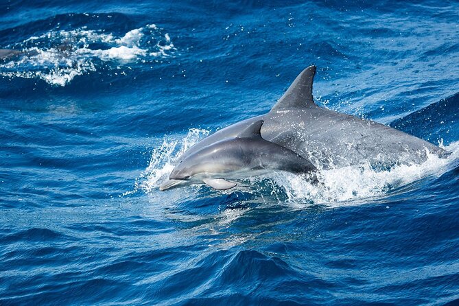 Luxury Whale Watching: Fewer People, Extra Speed, Expert Staff - What the two to three hours actually feel like