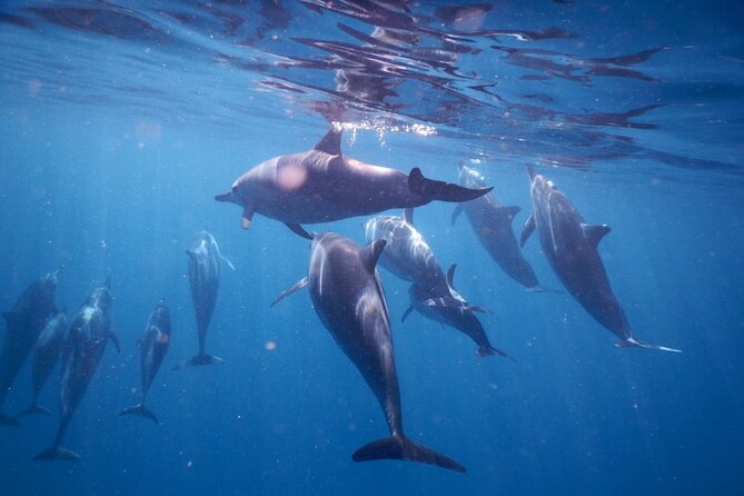 Lydia Boat Mauritius :Private boat tour:Whales&Dolphins encounter - Swimming near dolphins, with limits