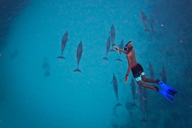 Lydia Boat Mauritius :Private boat tour:Whales&Dolphins encounter - What private really means here