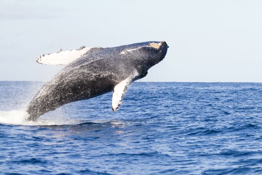 Ma'alaea Harbor: Whale Watching Tour Aboard Power Catamaran - Key things to know before boarding