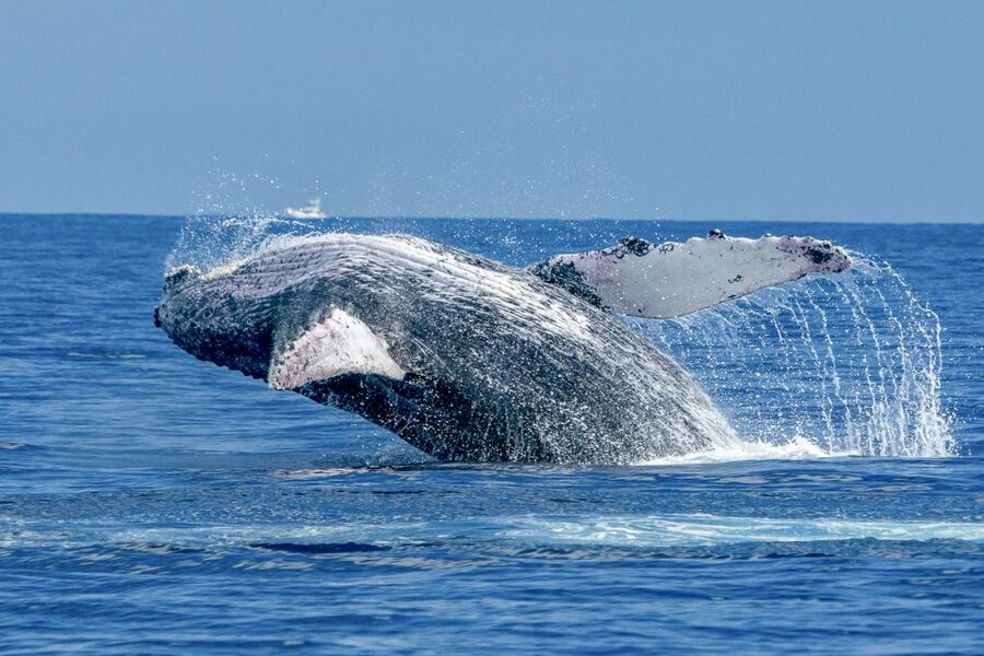 Ma'alaea Harbor: Whale Watching Tour Aboard Power Catamaran - Why Maalaea Bay is such a good place for whale watching