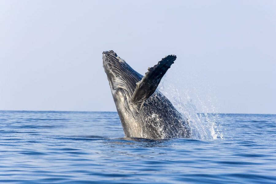 Ma'alaea Harbor: Whale Watching Tour Aboard Power Catamaran - Hearing humpback songs through the hydrophone