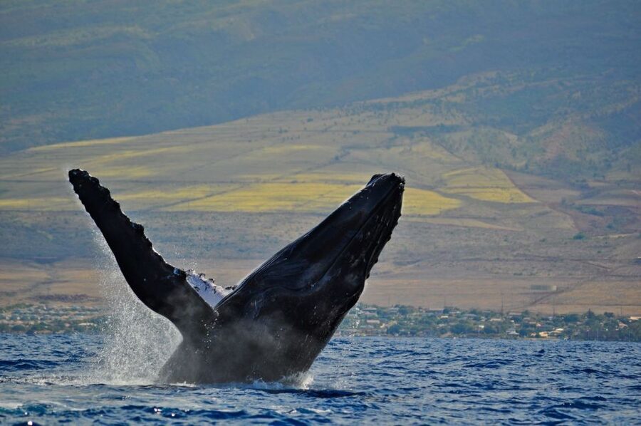Ma'alaea Harbor: Whale Watching Tour Aboard Power Catamaran - A boat built for looking, not just getting there