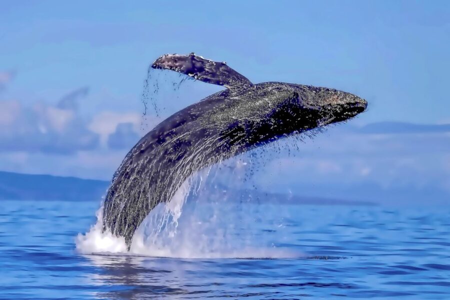 Ma'alaea Harbor: Whale Watching Tour Aboard Power Catamaran - What the price means at $49