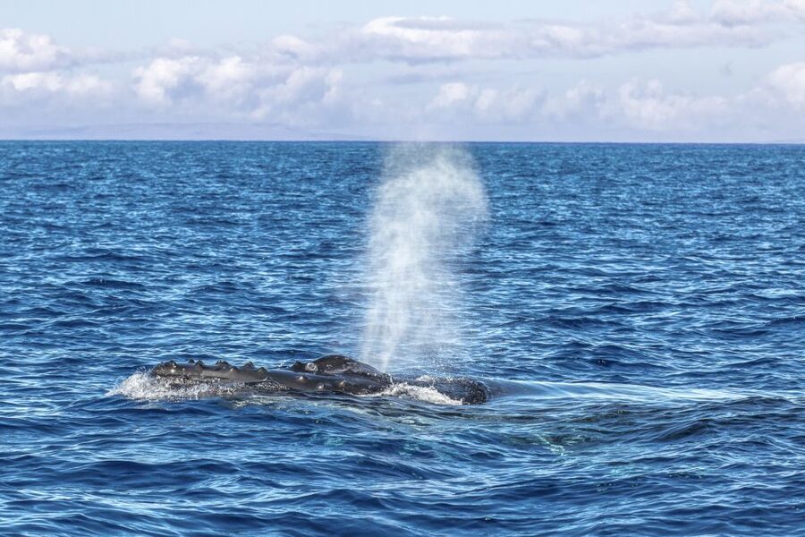 Ma'alaea Harbor: Whale Watching Tour Aboard Power Catamaran - Who will enjoy this cruise most