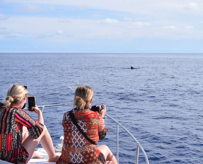 Madeira: 2.5-Hour Whale and Dolphin-Watching Cruise - A yacht built for comfort, not just speed