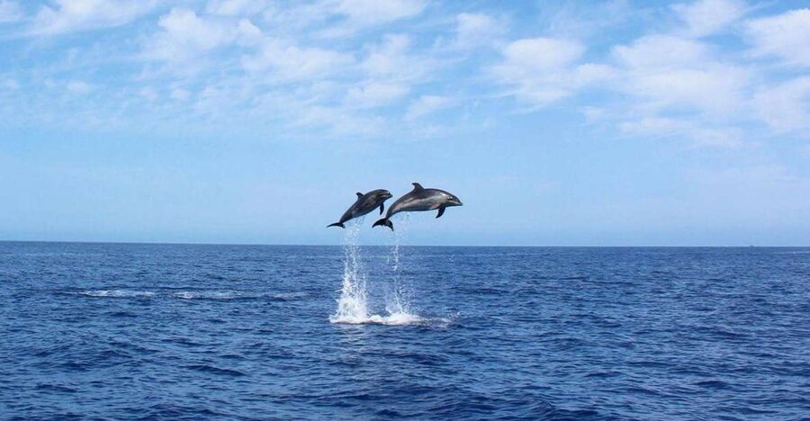 Madeira: 2.5-Hour Whale and Dolphin-Watching Cruise - Swimming and snorkeling in clear Madeira water