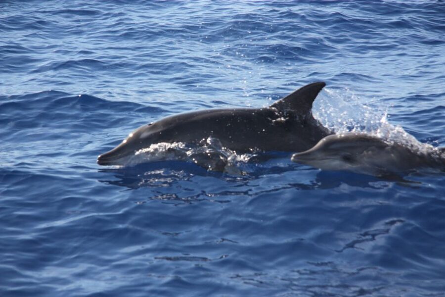 Madeira: 2.5-Hour Whale and Dolphin-Watching Cruise - Who should book, and who should think twice