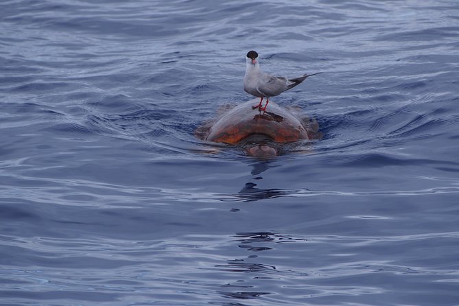 Madeira Dolphin and Whale Watching on a Ecological Catamaran - Cabo Girão and the south-coast return