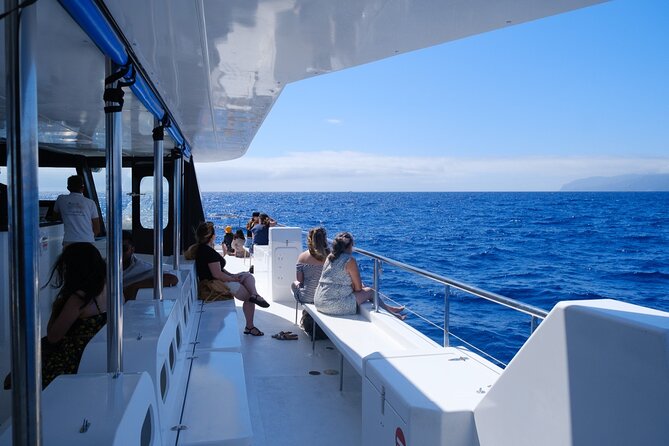 Madeira Dolphin and Whale Watching on a Ecological Catamaran - How to make the most of the cruise