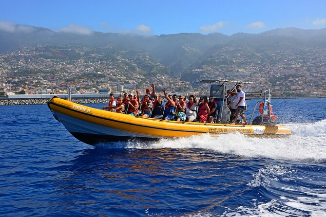 Madeira Dolphin & Whale Watching Tour - Key points to know before you book