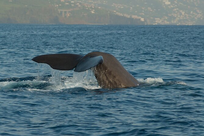 Madeira Dolphin & Whale Watching Tour - Leaving Funchal Marina for the open Atlantic