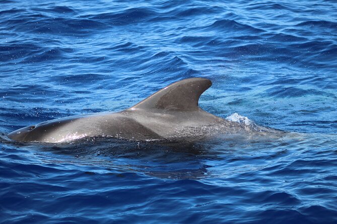 Madeira Dolphin & Whale Watching Tour - What the marine biologist adds