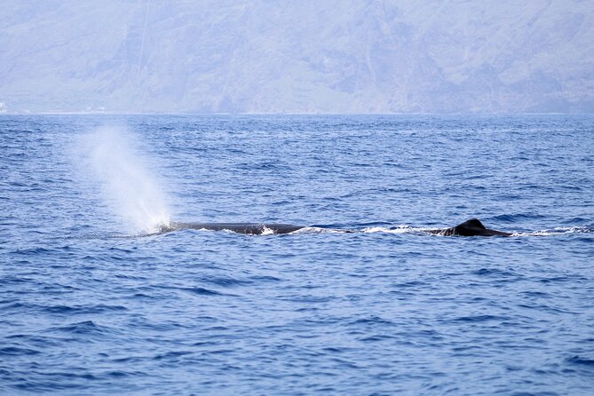 Madeira Dolphin & Whale Watching Tour - Timing, weather, and the two-and-a-half-hour format