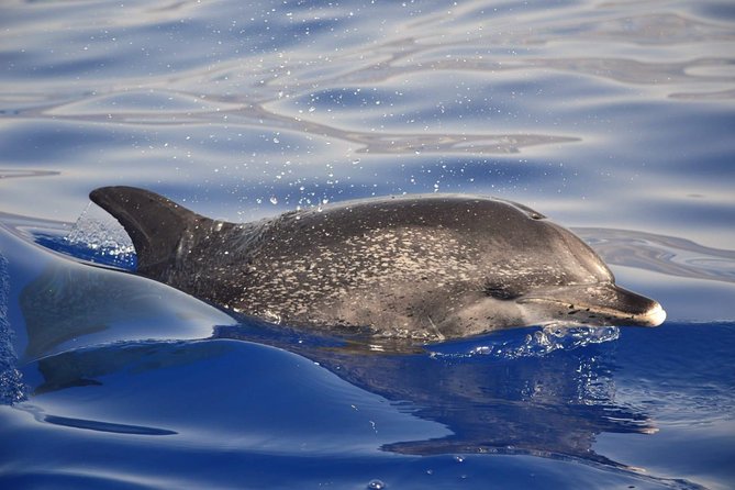 Madeira Dolphin & Whale Watching Tour - Is $58.05 good value?