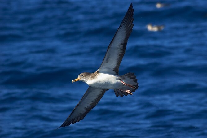 Madeira Dolphin & Whale Watching Tour - Who will enjoy this Madeira excursion?