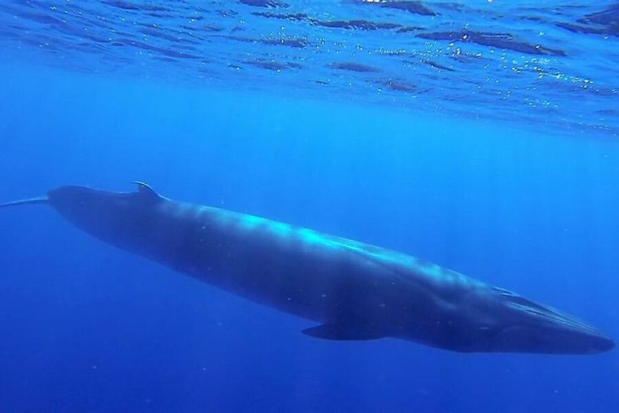 Madeira: Responsible Whales and/or Dolphins Watching Tour - My call: book it if the sea ride suits you