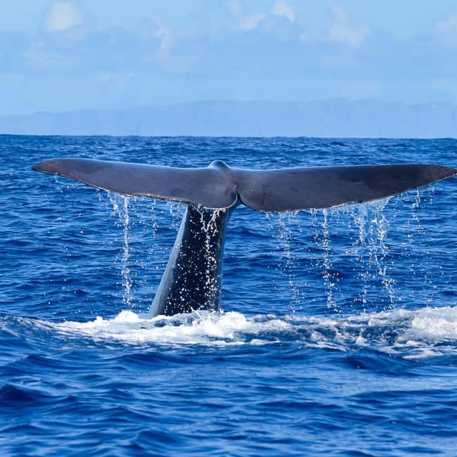 Madeira: Responsible Whales and/or Dolphins Watching Tour - The Atlantic crossing is part of the attraction