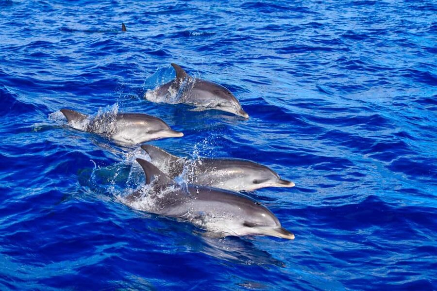 Madeira: Responsible Whales and/or Dolphins Watching Tour - Watching whales and dolphins without a chase