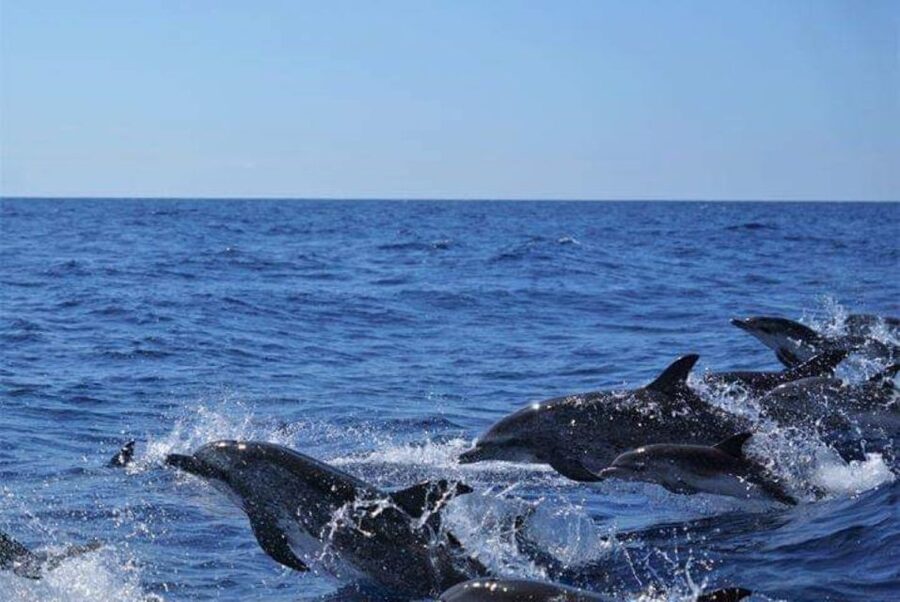 Madeira: Responsible Whales and/or Dolphins Watching Tour - What you might see beyond the headline species