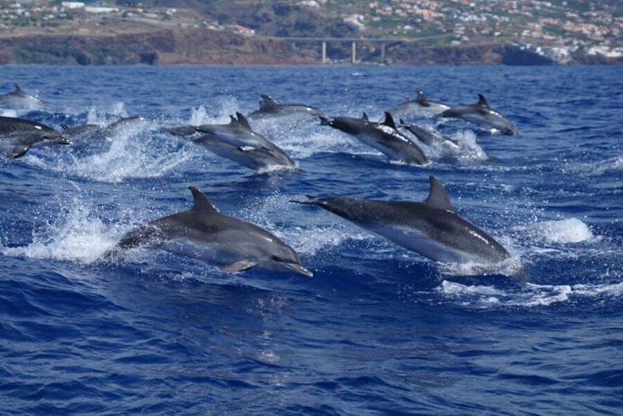 Madeira: Responsible Whales and/or Dolphins Watching Tour - The return route adds Madeira’s coast