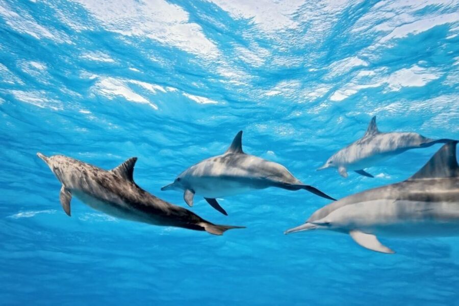 Madeira: Responsible Whales and/or Dolphins Watching Tour - Is $56 a fair price for two hours?