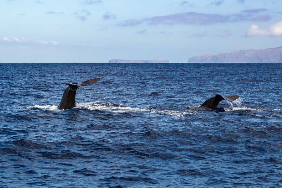 Madeira: Responsible Whales and/or Dolphins Watching Tour - Who will enjoy this boat most