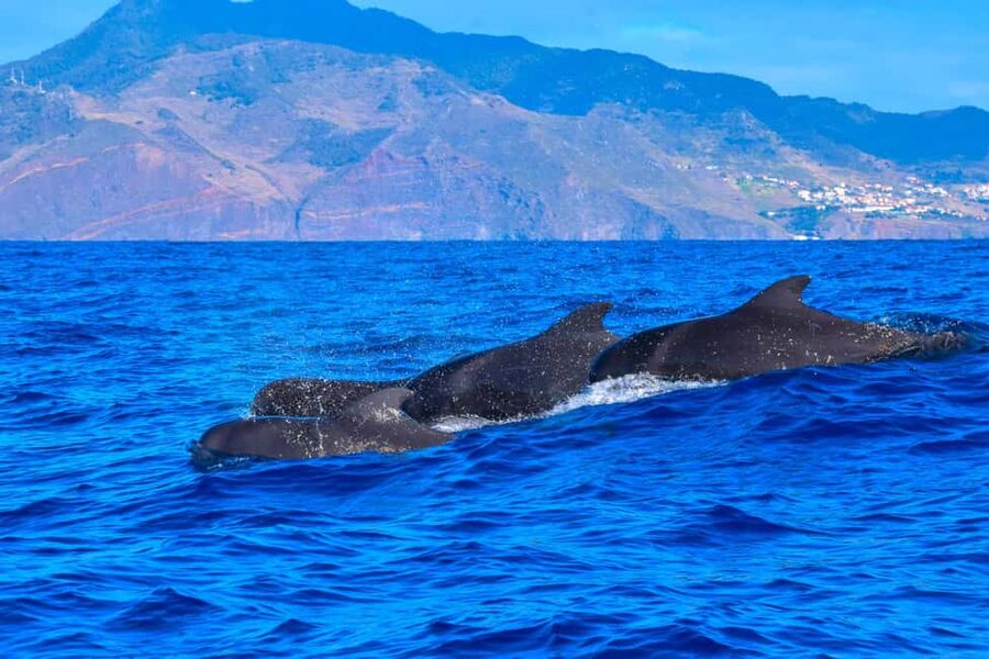Madeira: Responsible Whales and/or Dolphins Watching Tour - Practical details that make the day easier