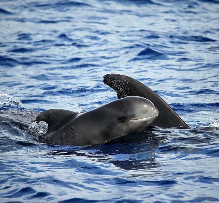 Madeira: Responsible Whales and/or Dolphins Watching Tour - Land spotters give the crew a useful head start